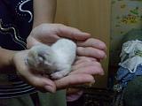 Наша домашняя живность-sdc13227.jpg