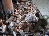 А моделизмом 1:35 кто-нибудь увлекается?-img_1010.jpg
