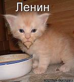 Смеха ради, прикола для...-getimage-1-.jpg