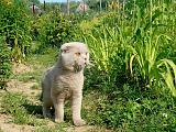 А собачников и кошатников тут много?-ugczu1srfla.jpg