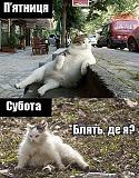 обьяснительная-kotik.jpg