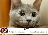 Смеха ради, прикола для...-kot.jpg