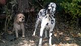 Наши домашние питомцы-2014-08-16-186.jpg