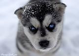 Хобби или живой уголок-husky_puppy.jpg