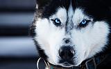 Хобби или живой уголок-syberian_husky_1680x1050_doghusky.ru_005.jpg