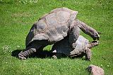 Хобби или живой уголок-250px-galapagos-schildkroete.jpg
