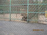 Хобби или живой уголок-img_3621.jpg