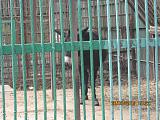 Хобби или живой уголок-img_3623.jpg