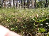 Треп - Часть 4-img_20150612_080904.jpg