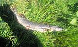 Рыбалка -img_20150919_085643.jpg