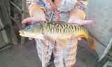 Рыбалка -img_20151005_132614.jpg