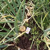 Дача, сад, огород своими руками!-img_20190719_112645.jpg