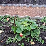 Дача, сад, огород своими руками!-img_20191013_130615.jpg