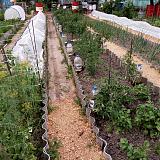 Дача, сад, огород своими руками!-img_20190625_142310.jpg