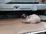 Свечи-foto0004.jpg