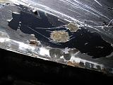 Антикор-img_9097.jpg