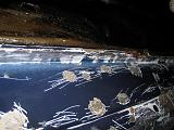 Антикор-img_9117.jpg